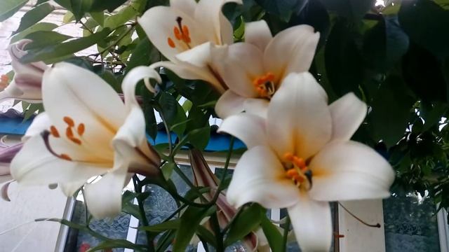 Будова квітки. На прикладі квітки лілій.