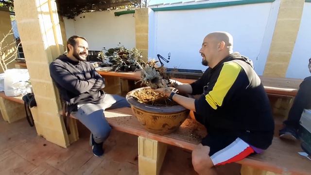 Súper acacia bonsai desde semilla (14 años) смотреть онлайн
