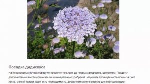 Дидискус  Красивые растения для дома и сада