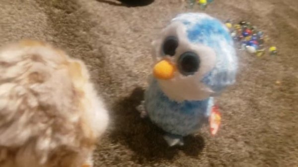 Beanie Boos- Thanksgiving Special