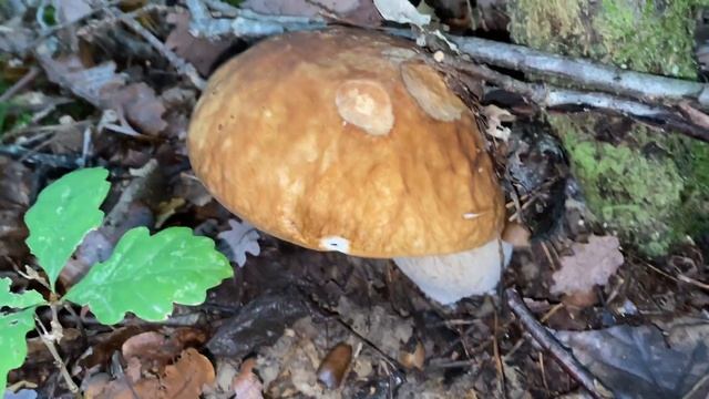Boletus edulis, October 23, 2022 смотреть онлайн