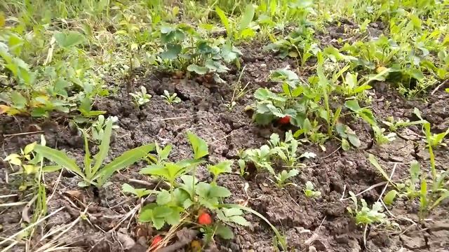 Дача-помидорки да клубничка смотреть онлайн