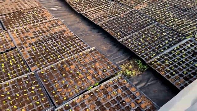 Выращивание арбузов. Сняли пленку в теплице и первый полив.