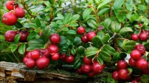 БРУСНИКА РУБИН - МОРОЗОСТОЙКИЙ УРОЖАЙНЫЙ СОРТ