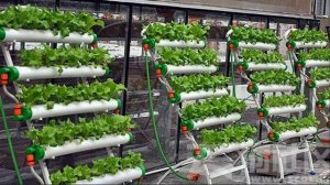 ГИДРОПОНИКА/КАК ВЫРАЩИВАТЬ ОВОЩИ/ЛУЧШИЙ СПОСОБ ВЫРАЩИВАТЬ ОВОЩИ