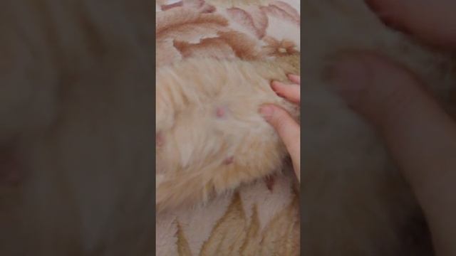 как определить беременна ли кошка смотреть онлайн
