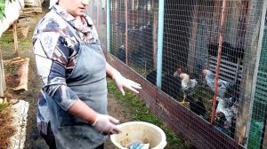 Как я кормлю своих кур по утрам. Просто и быстро.