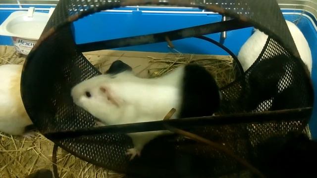 МОРСКАЯ СВИНКА В КОЛЕСЕ | Хомячуля: Secret Life Hamster - Pets смотреть онлайн