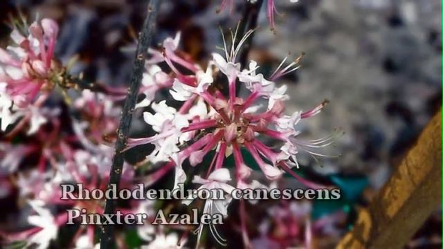 Sweetwater Park: Native Plant Botanical Garden смотреть онлайн