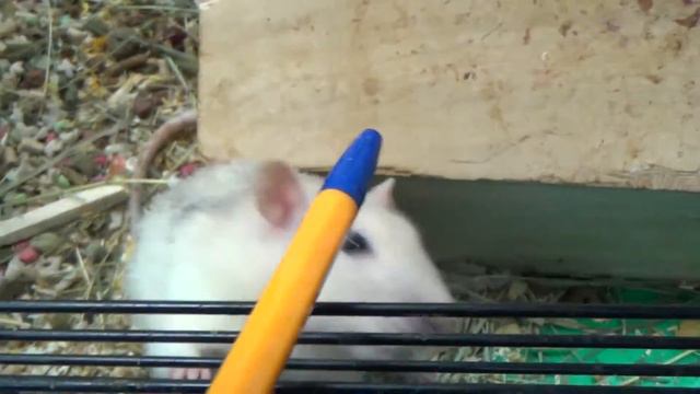 Кеша - страшный монстр! смотреть онлайн