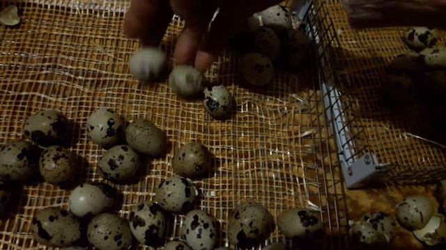 Какой % оплодотворение перепелов зимой/Альбинос техасский, Белый Фараон американский.