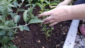 .Посадка и пересадка колосистой вероники