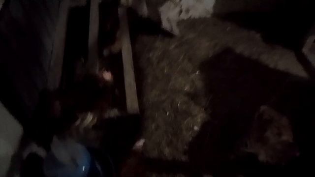 ,фабричные куры первый опыт смотреть онлайн