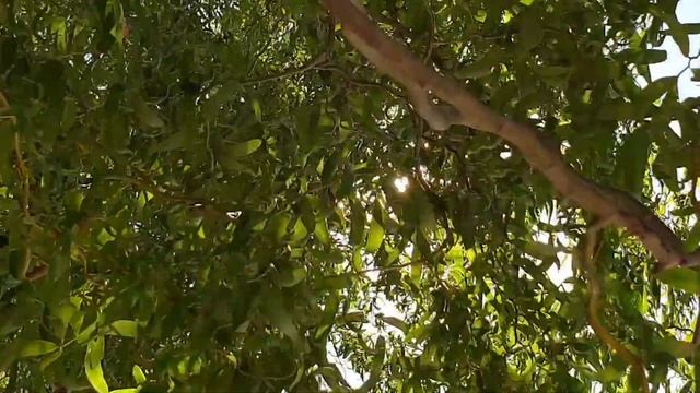 Я подарю Вам букет хризантем! смотреть онлайн