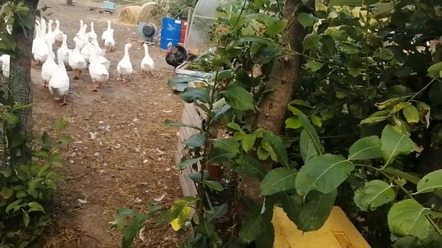 Деревня. Озеро обмельчало. Пасу гусей. Показываю баню смотреть онлайн