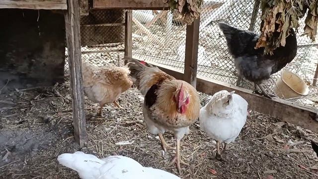 Шторы на гнёздах. Первые результаты. смотреть онлайн