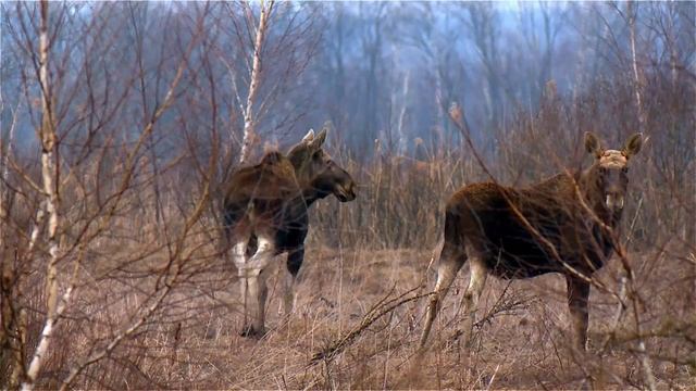 Лоси в Красном Бору. Март. Mosse in Krasny Bor. March. смотреть онлайн