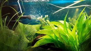 Чем обработать покупные расстения для аквариума.?