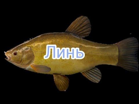 Линь 1