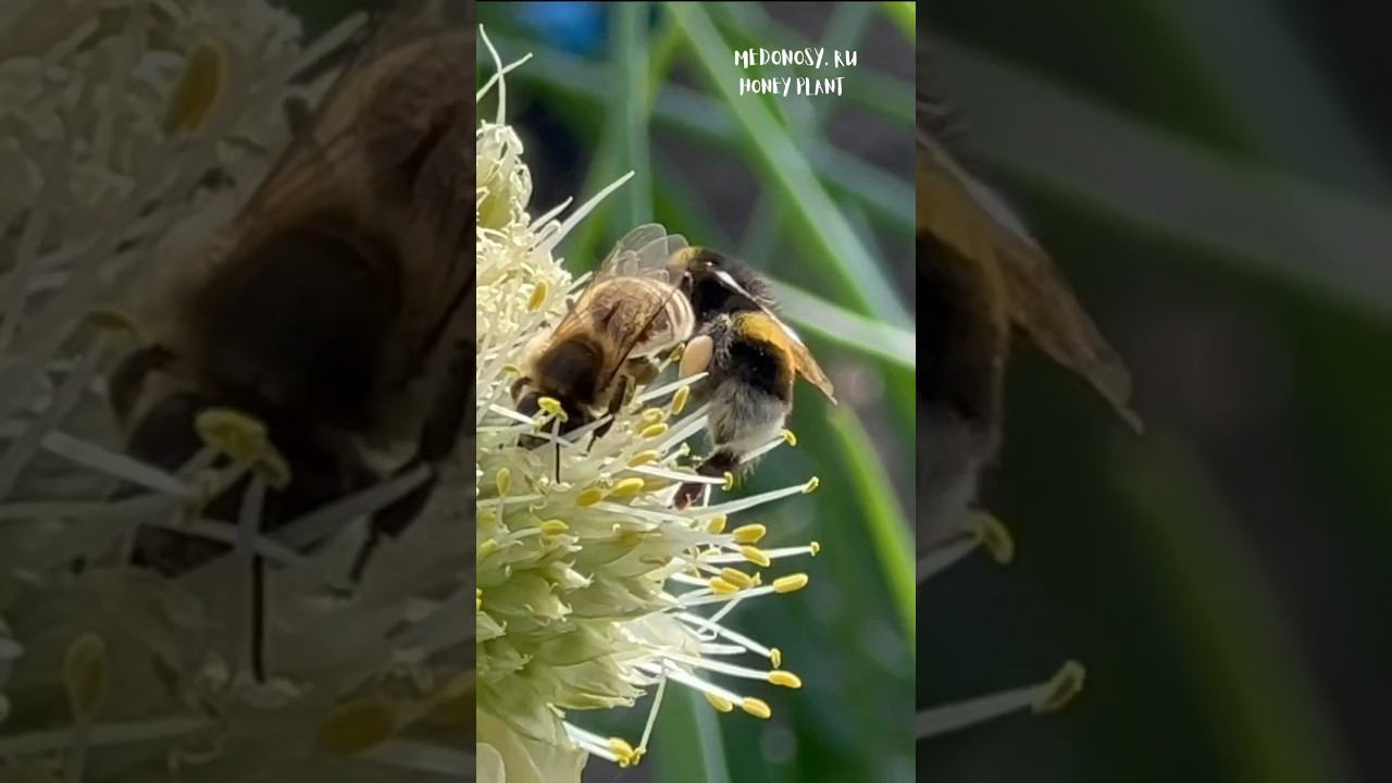 Драка шмеля с пчелой на медоносах Fight of a bumblebee with a bee on honey plants смотреть онлайн