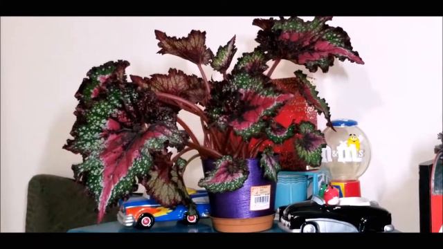 Begonia Rex Time-lapse смотреть онлайн