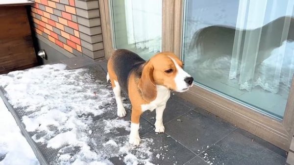 ШЕРЛОК- ГЛАВНЫЙ. БРОС ШОУ ПЕТ