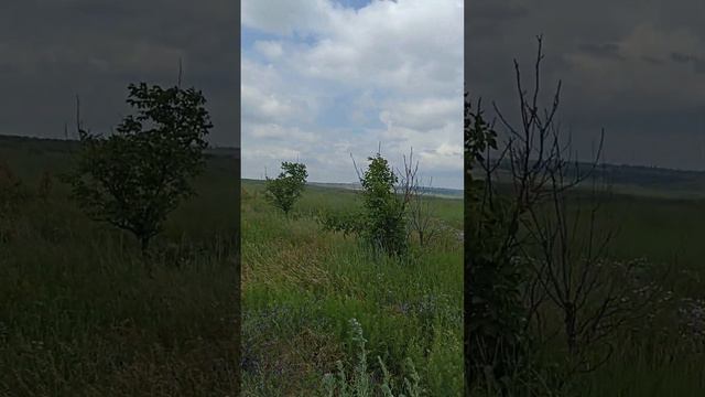 Степь чем далее, тем становилась прекраснее......(Гоголь Н.В ) смотреть онлайн