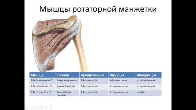 Вращательная манжета плеча: клиническая анатомия смотреть онлайн