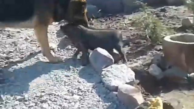 Злой кабан VS Немецкая овчарка смотреть онлайн