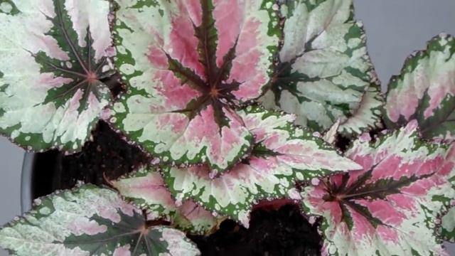 Begonia Rex - Fancy-leaf Begonia смотреть онлайн