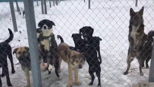 Елизовский муниципальный приют смотреть онлайн