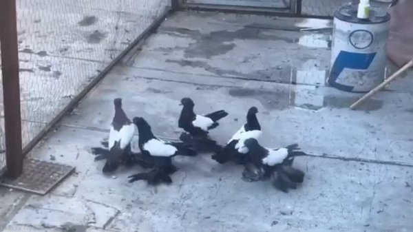 Тебризские бойные голуби. Иран, г. Тебриз ?? Tabriz Iranian Pigeons | کبوترهای ایرانی تبریز