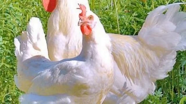 Не несутся куры. СМОТРИ И НЕ ПОВТОРЯЙ ЭТИХ ОШИБОК! смотреть онлайн