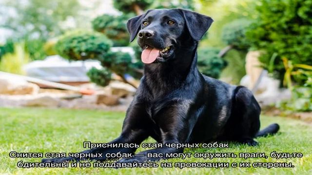 «Сонник черная Собака приснилась, к чему снится во сне черная Собака» смотреть онлайн