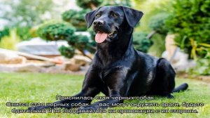 «Сонник черная Собака приснилась, к чему снится во сне черная Собака»