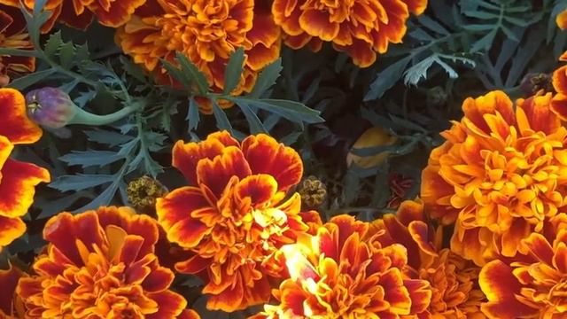 French Marigold BOLERO - Tagetes patula nana - Annual Flowers Heirloom Non-GMO Organic смотреть онлайн