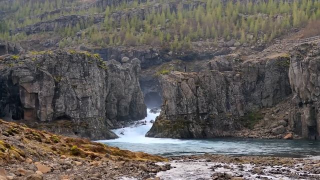 Малютка разрешила разродиться дикой рыси на пороге собственного дома. А спустя два дня пришлось.. смотреть онлайн