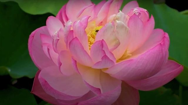 Сутра сердца. Prajna Paramita Heart Sutra смотреть онлайн