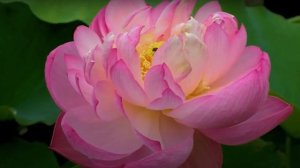 Сутра сердца. Prajna Paramita Heart Sutra