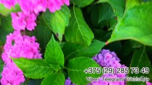 Обзор гортензии крупнолистной You and me together. Цветение в открытом грунте. Беларусь.