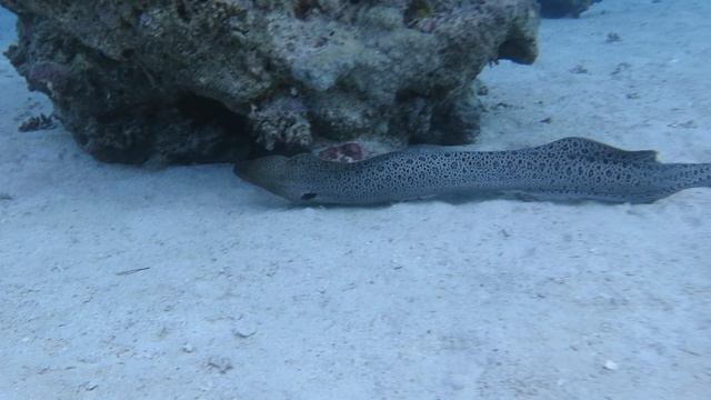 Шарм-эль-шейх 2024