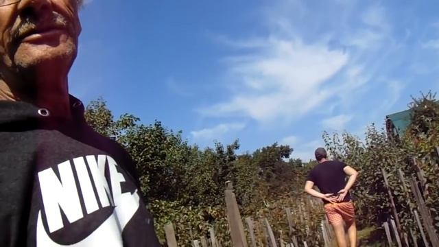 Опыт выращивания абрикосов, слив, персиков в Нефтеюганске (-56°C) смотреть онлайн