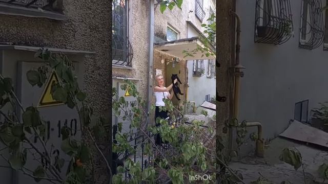 Чёрные дворовые коты без прикрас. Позитив от ? Марселя. Feeding yard cats. смотреть онлайн