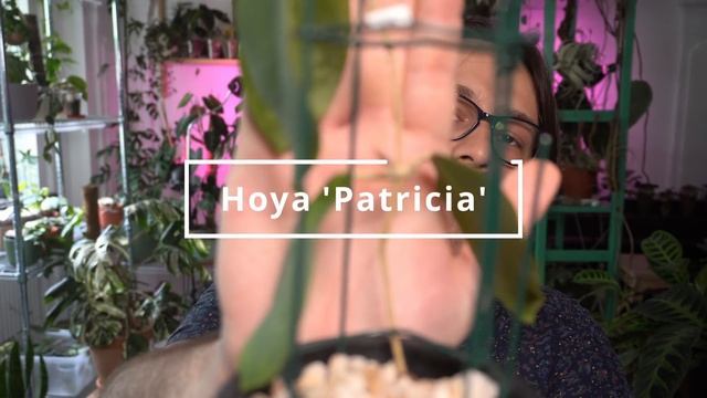 Massive Hoya Haul | 40 New Hoyas!