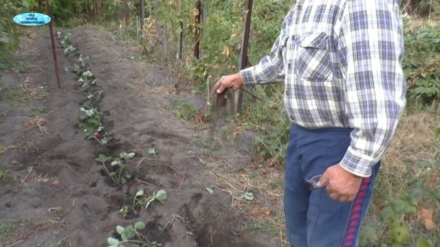 Осенняя посадка клубники по винограду - очень хорошее решение! смотреть онлайн