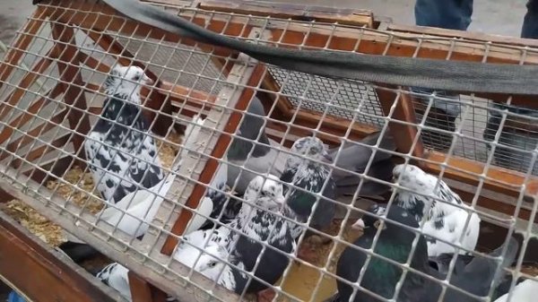 Рынок Соловки Донецк(Обзор Голубей)Solovki market Donetsk city, pigeons