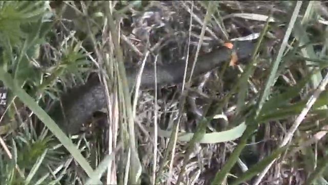 Уж ползёт в траве смотреть онлайн