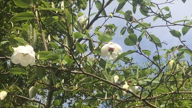 Glenarn Garden in May 2020 смотреть онлайн