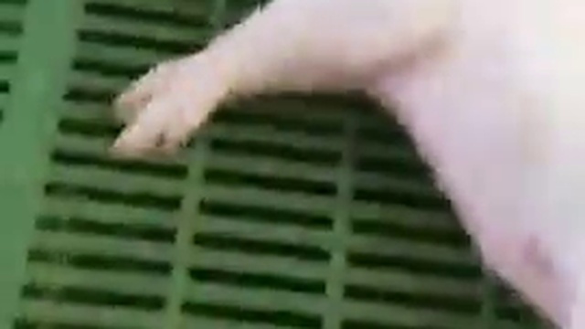 Поросенок очень крепко спит смотреть онлайн