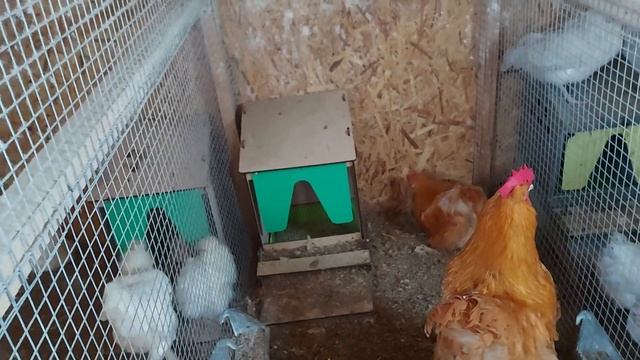 безмерное кормление кур несушек проблемы бункерной кормушки смотреть онлайн